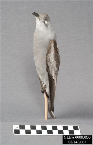 Ocearodroma furcata  (Gmelin,1789)