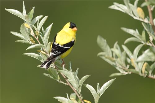 House finch and American goldfinch in Cuyahoga Valley National Park