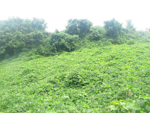 GRSM Accuracy Assessment. Plot Code: GRSM_AA_0587_2