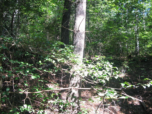 GRSM Accuracy Assessment. Plot Code: GRSM_AA_0500_2