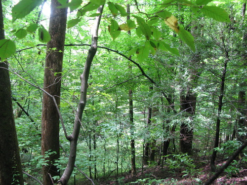 GRSM Accuracy Assessment. Plot Code: GRSM_AA_0432_6