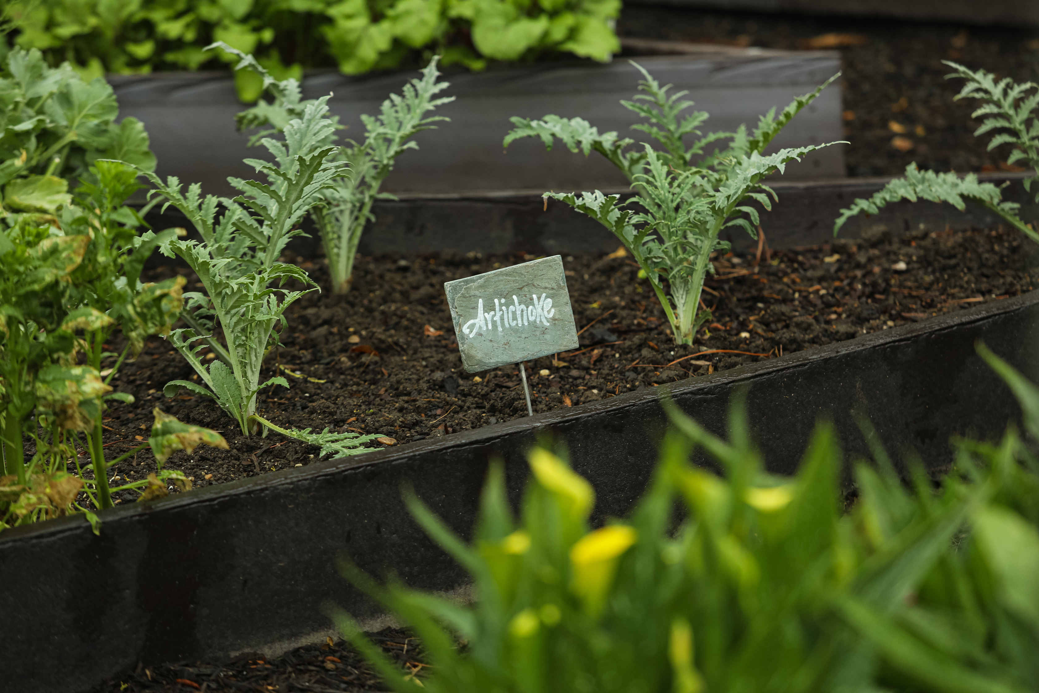 Artichoke in the White House Kitchen Garden, 2024 