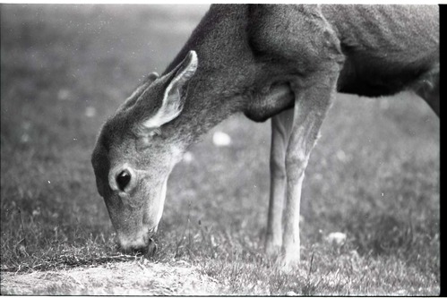 BW Photo of deer.