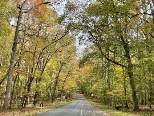 A winding road line by trees with leaves of varying shades of green, red, yellow, and brown.
