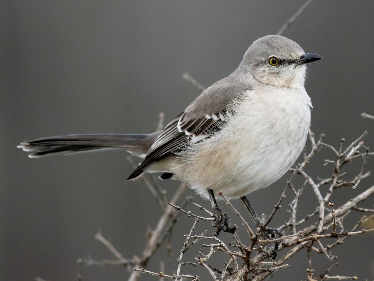 small bird, gray head and back, off white chest and belly, longish black tail perched on branch