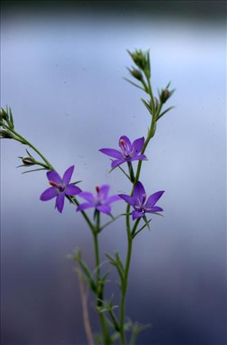 Badlands Flowers: Red, Pink, Blue
