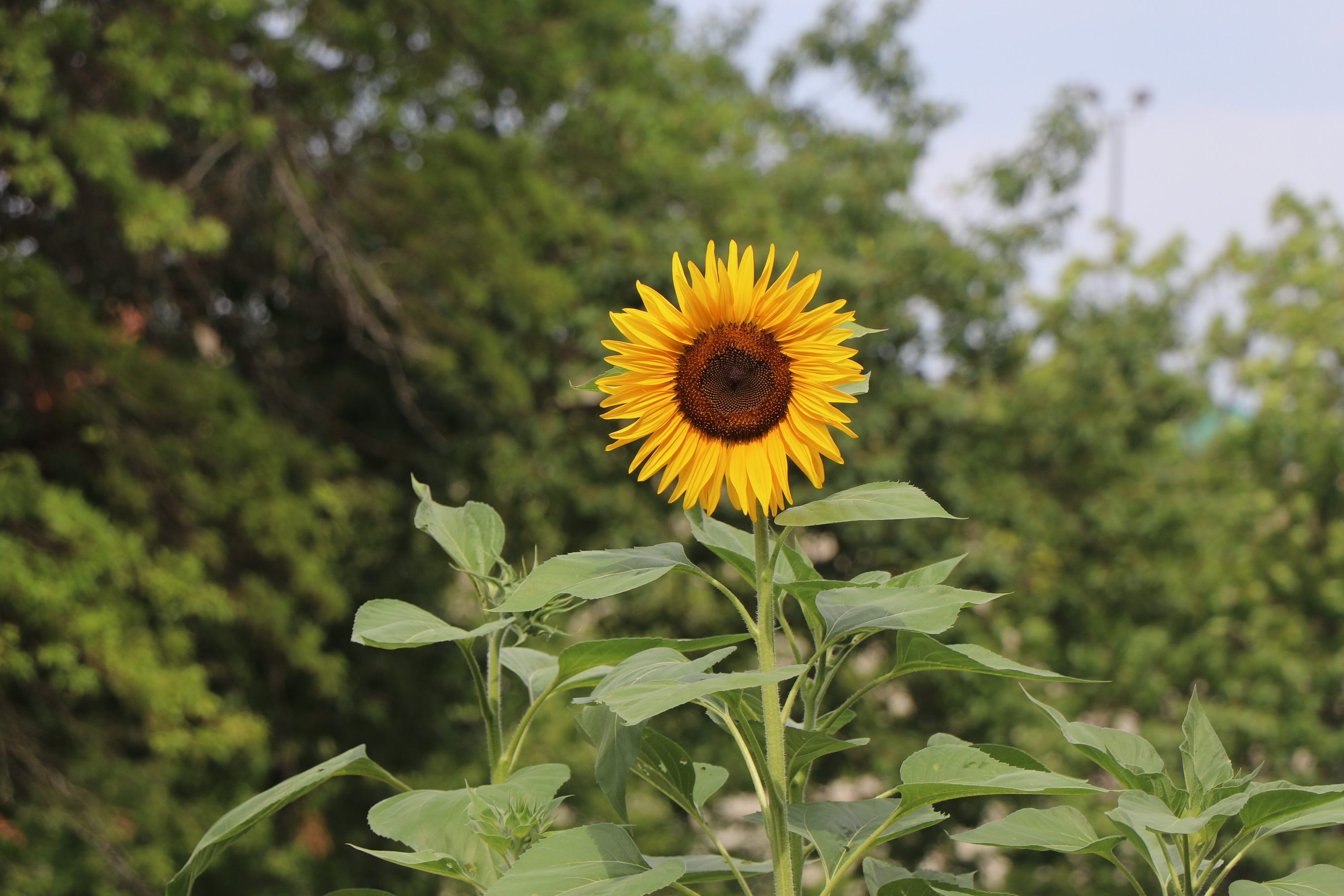 A large, yellow sunflower in bloom.