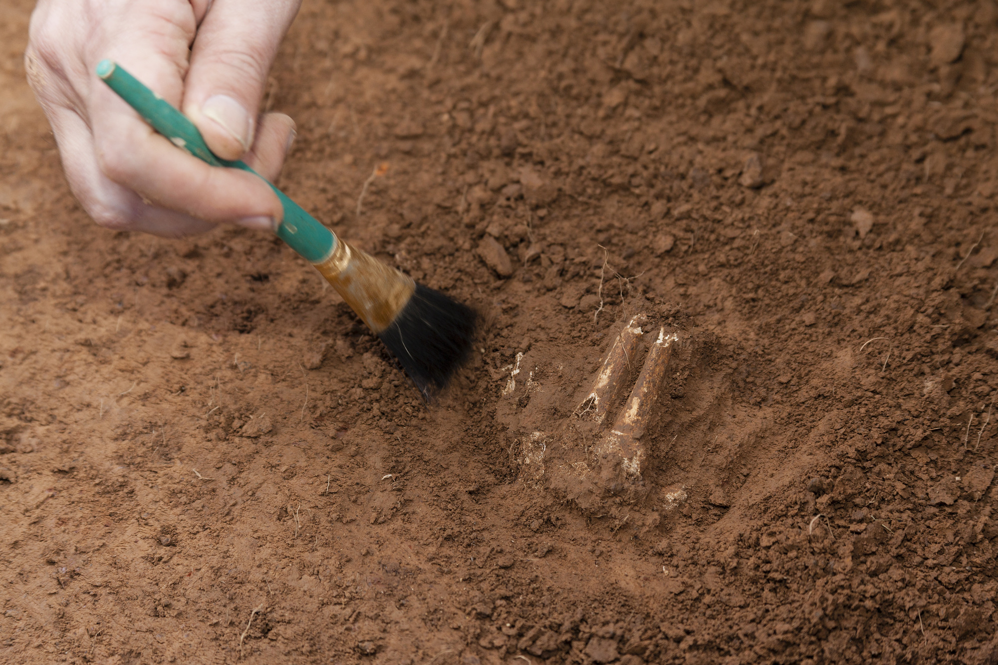 A small paint brush dusts off dirt of a limb 