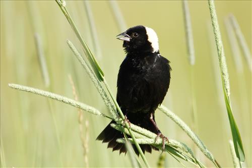 Bobolink in Cuyahoga Valley National Park