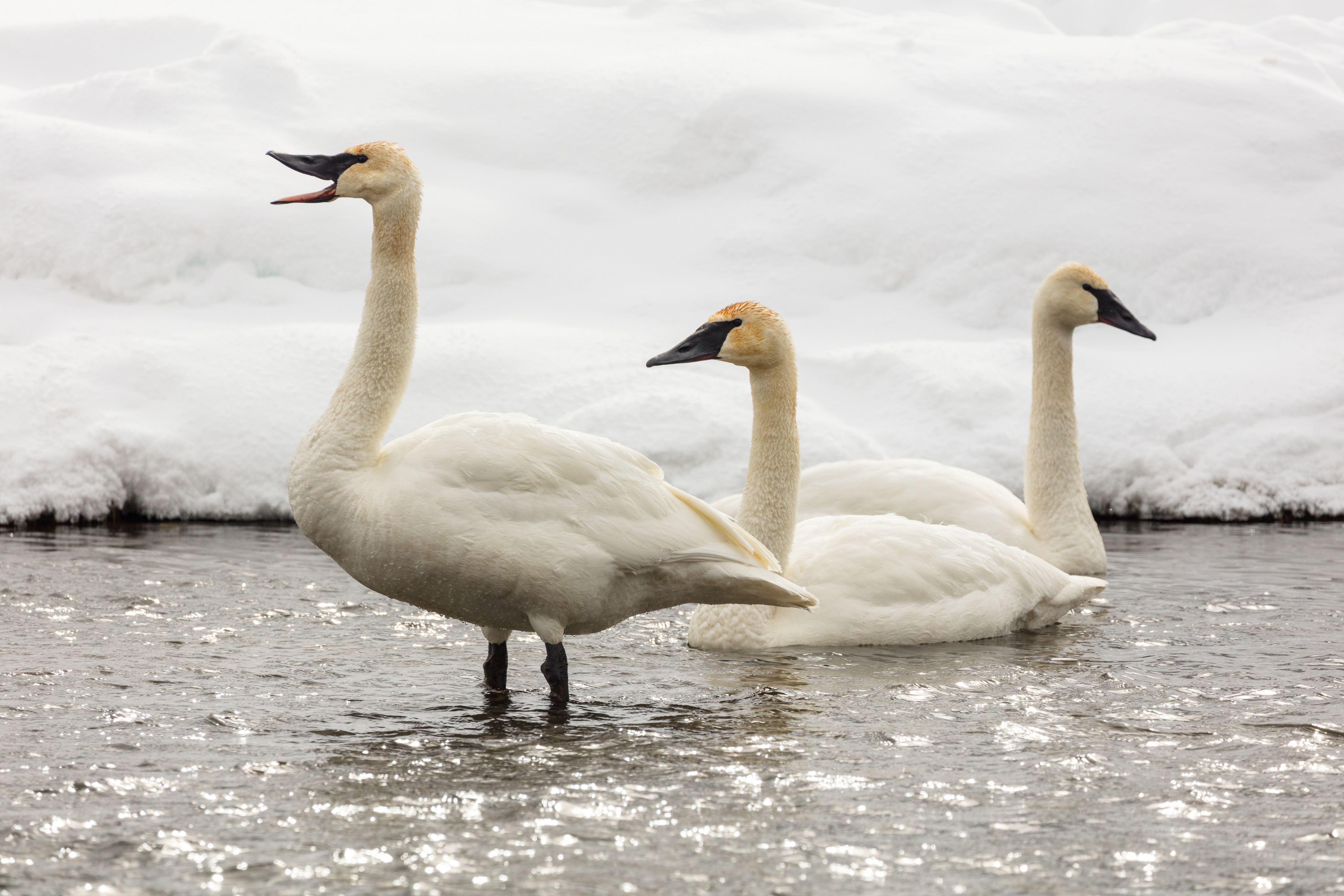Three trumpeter swans are in the water by the snowy bank.