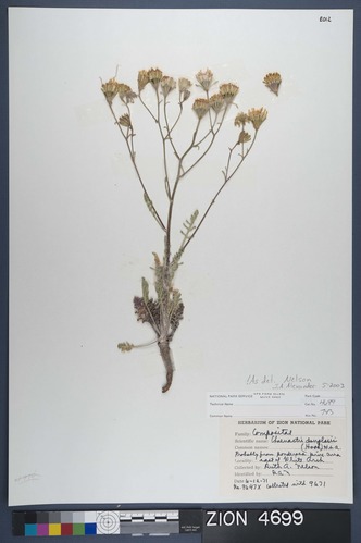 Herbarium Specimen Sheet 4699