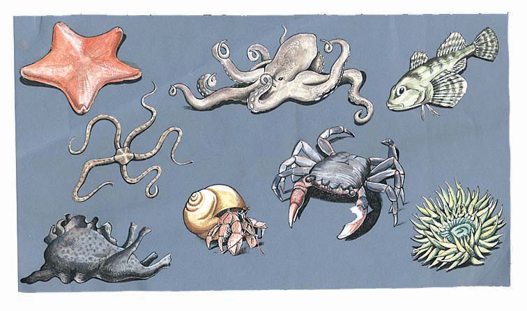 Spot illustrations of marine life (animals) typical of those that inhabit the tidepools off Point Loma in Cabrillo National Monument