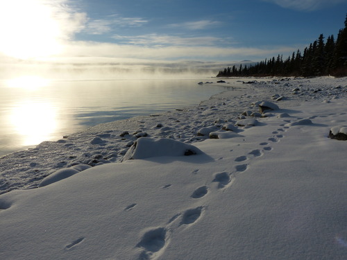 Mink and Wolverine Tracks in the snow at Telaquana Lake as steam rises from the water