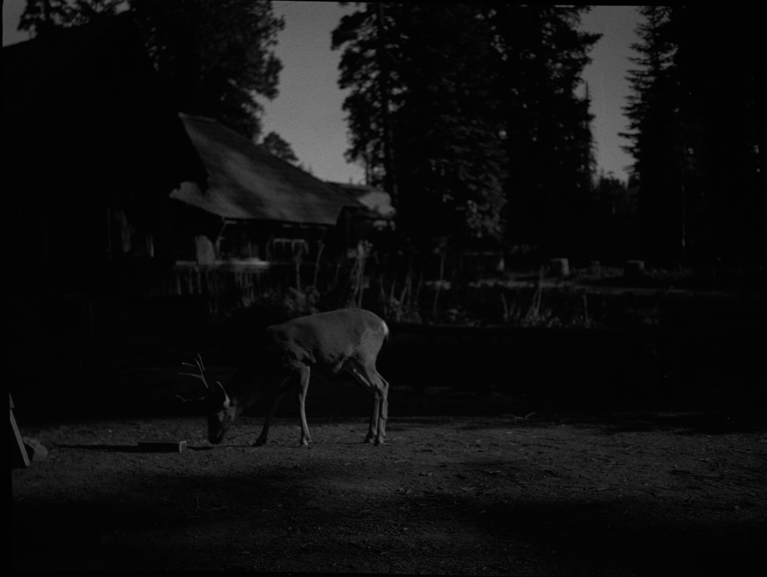 SEKI Roberts Collection Series: 2 Negatives; 3 Fauna