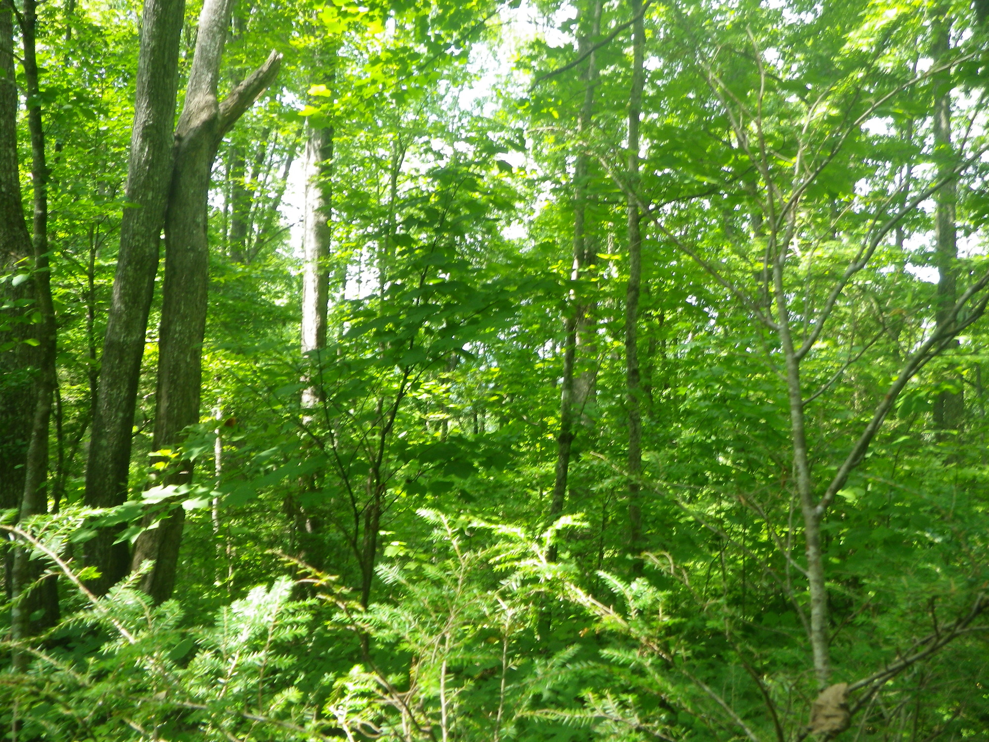 GRSM Accuracy Assessment. Plot Code: GRSM_AA_0578_5