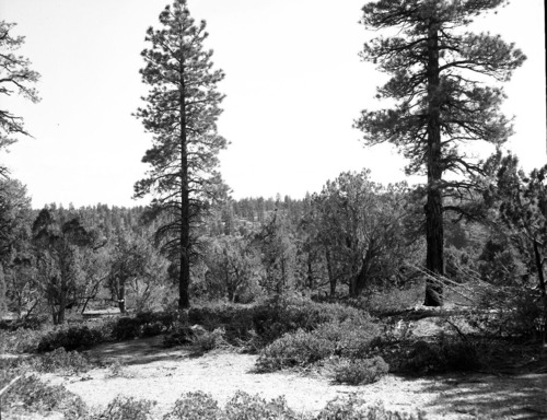 Habitat record of ponderosa forest, Deer Trap Mountain.