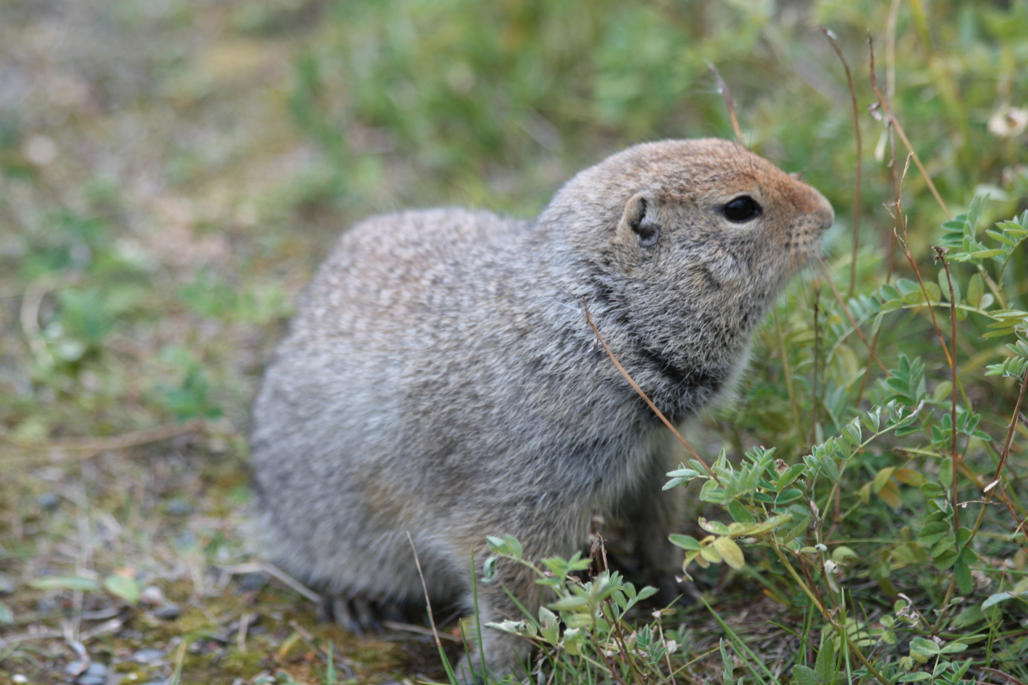 An Arctic ground squirrel
