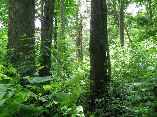 GRSM Accuracy Assessment. Plot Code: GRSM_AA_0534