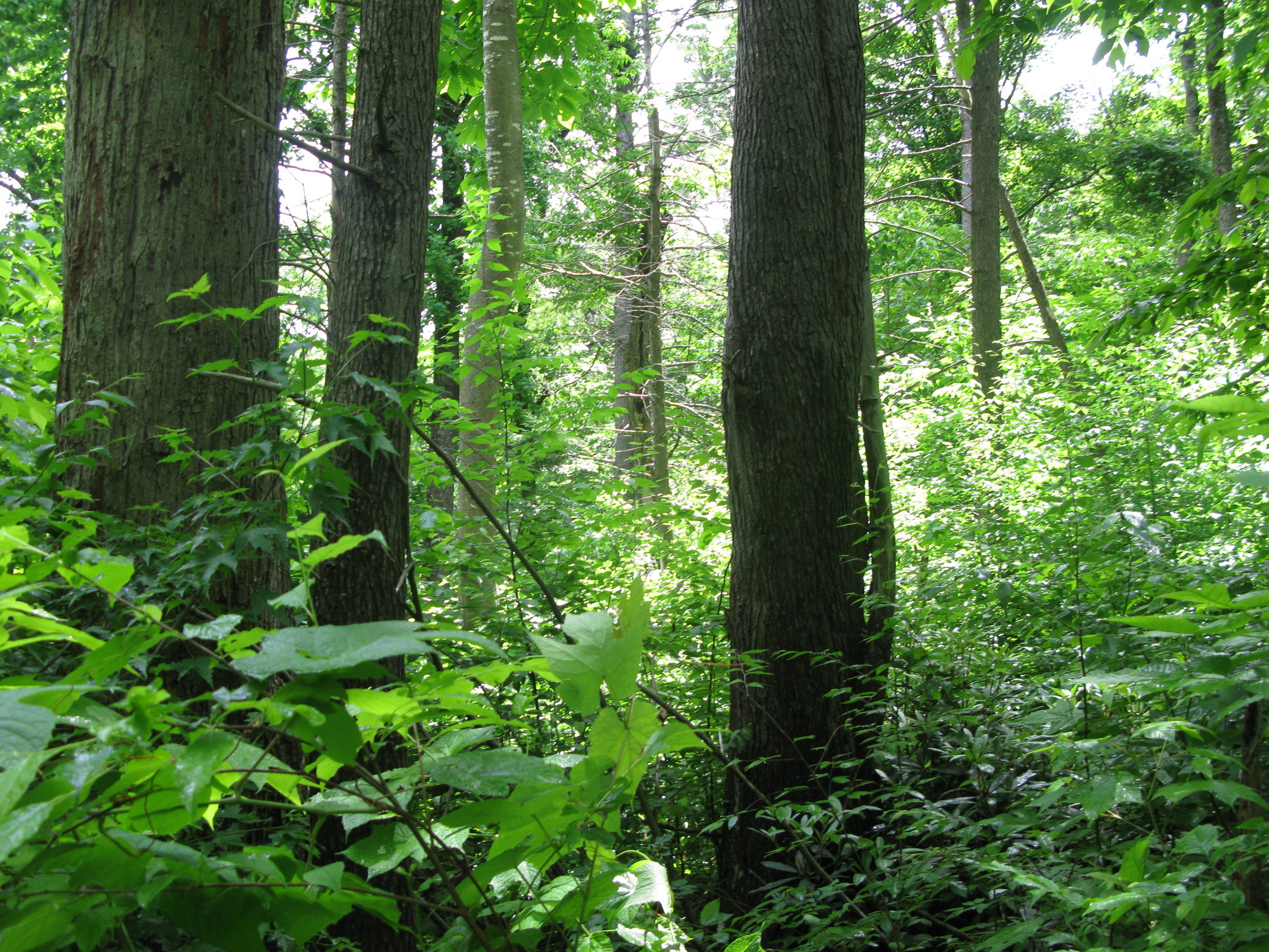 GRSM Accuracy Assessment. Plot Code: GRSM_AA_0534