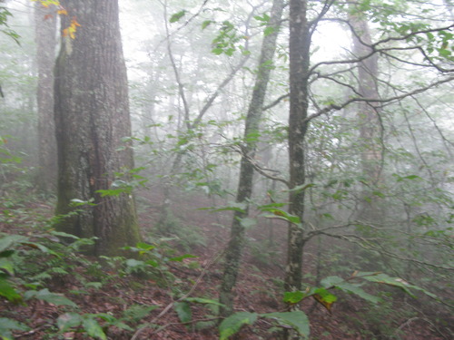 GRSM Accuracy Assessment. Plot Code: GRSM_AA_0575_6