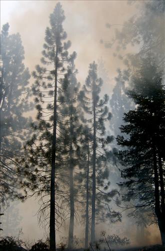 Fire monitors observe fire activity on the Comb Complex wildfire, Sequoia and Kings Canyon National Parks, July 2005