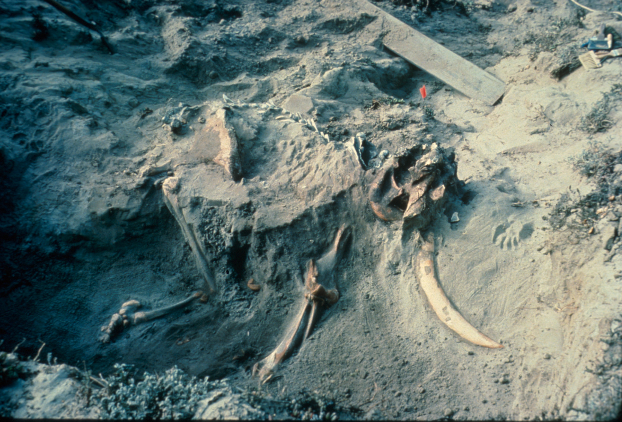 a small tusked animal fossil lying in a dirt hold is partially uncovered 
