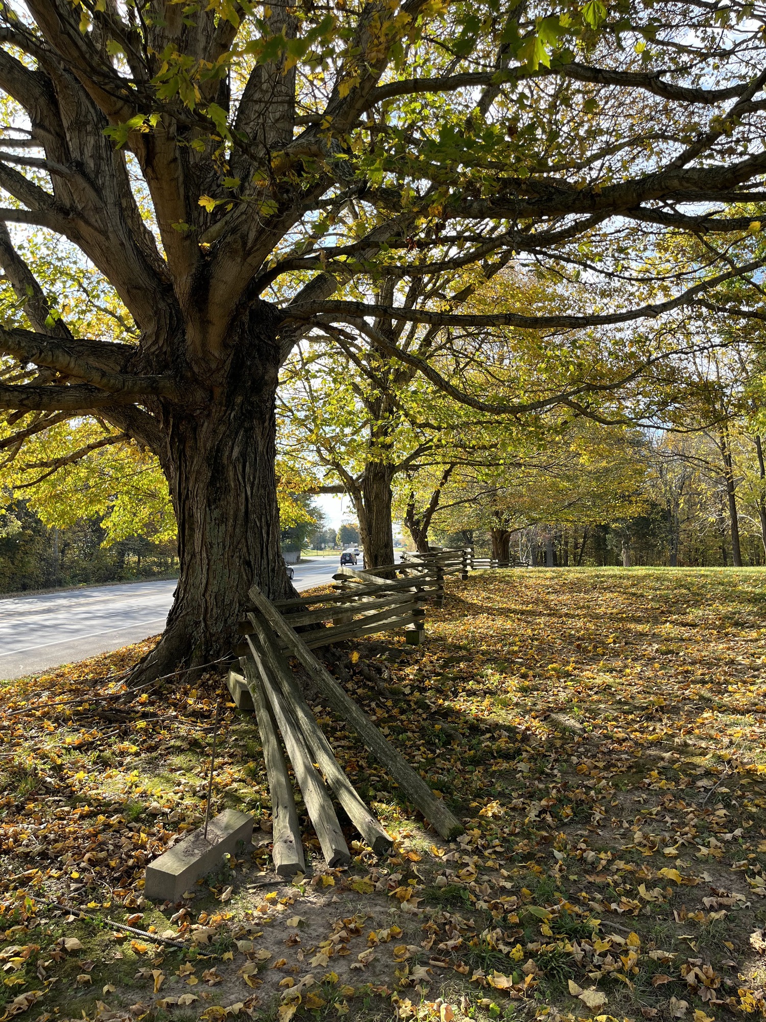 View of the original broke split rail fence under a large tree in autumn.