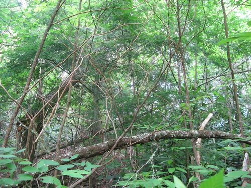 GRSM Accuracy Assessment. Plot Code: GRSM_AA_0865_4