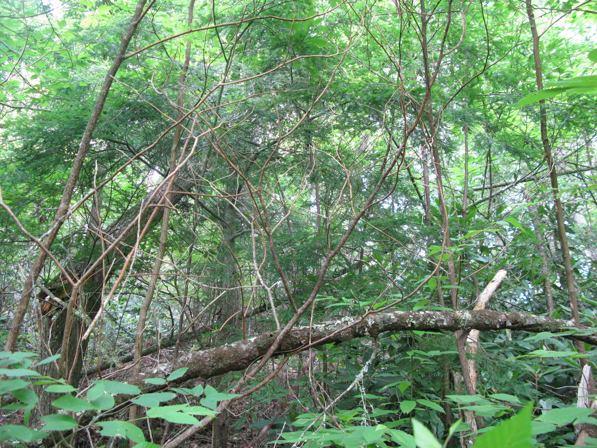 GRSM Accuracy Assessment. Plot Code: GRSM_AA_0865_4