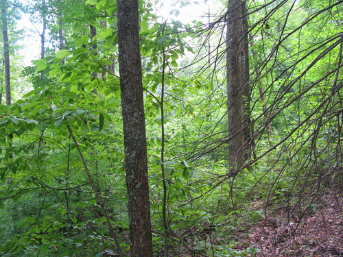 GRSM Accuracy Assessment. Plot Code: GRSM_AA_0262_4