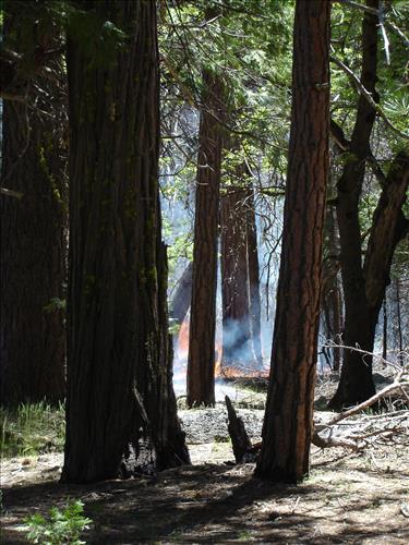 Roads End Prescribed Fire, Sequoia and Kings Canyon National Parks, May 2005