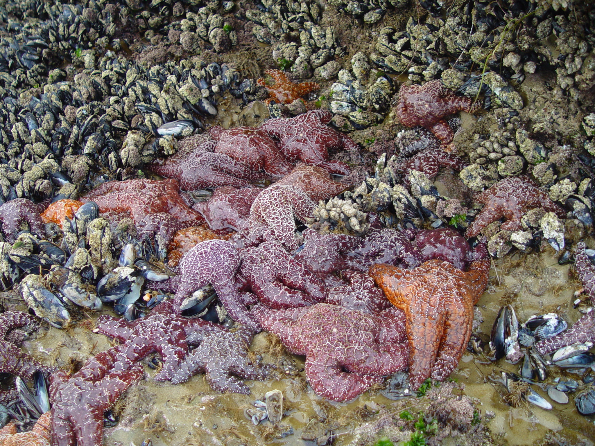 srfp_ seastars_myt_fa02c