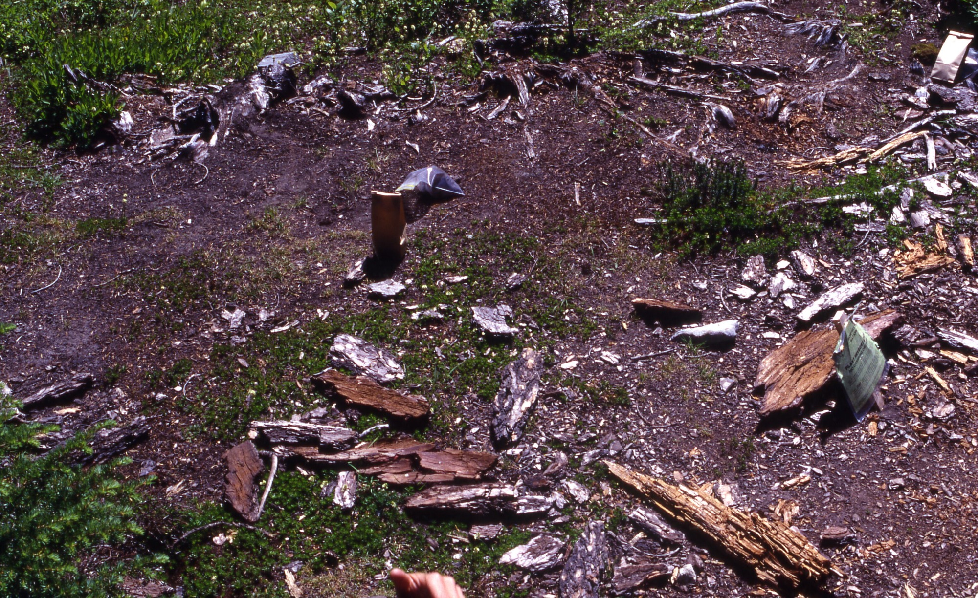 A dirt clearing surrounded by fallen bark. In the middle right of the clearing is a sign prohibiting trampling.