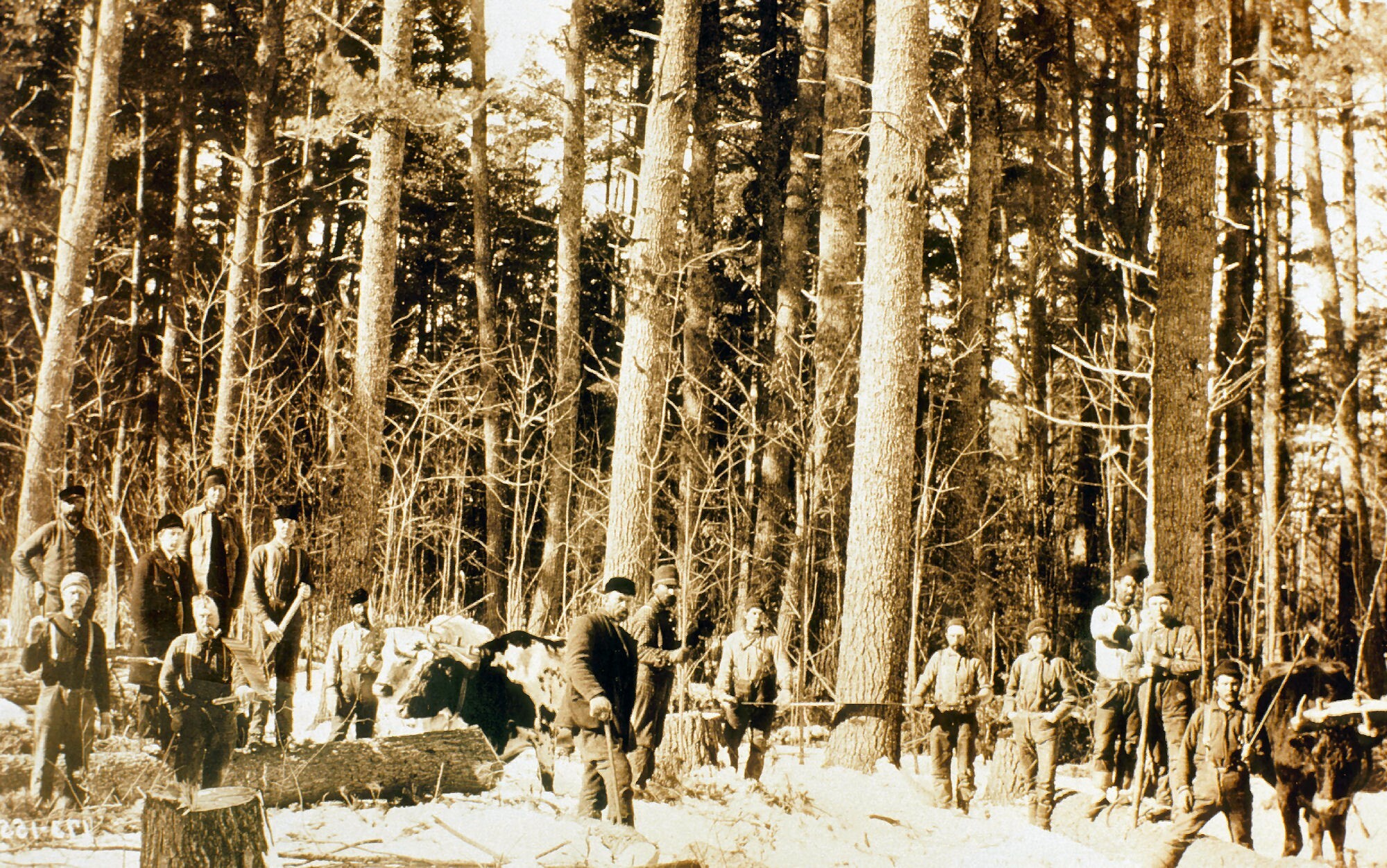Image of lumberjacks in Michigan in the mid-to-late 1800s.
