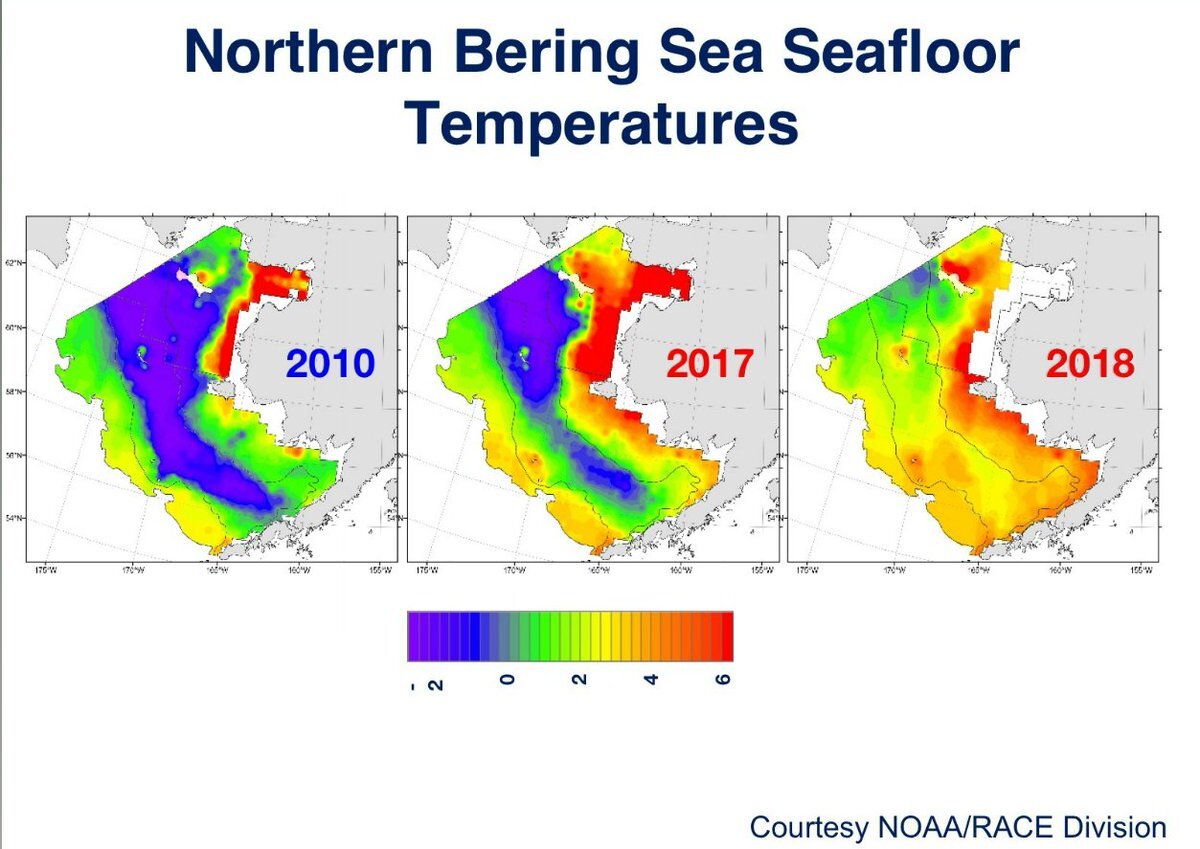 A series of three years of sea floor temperatures in the Bering Sea showing warming and loss of the "cold pool."