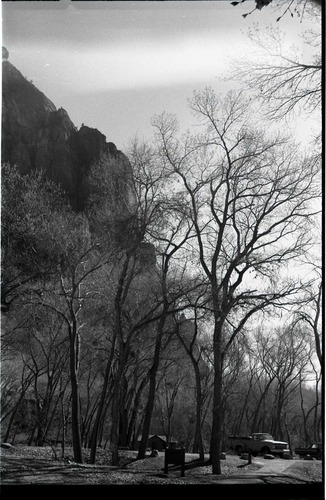 BW photos of trees.