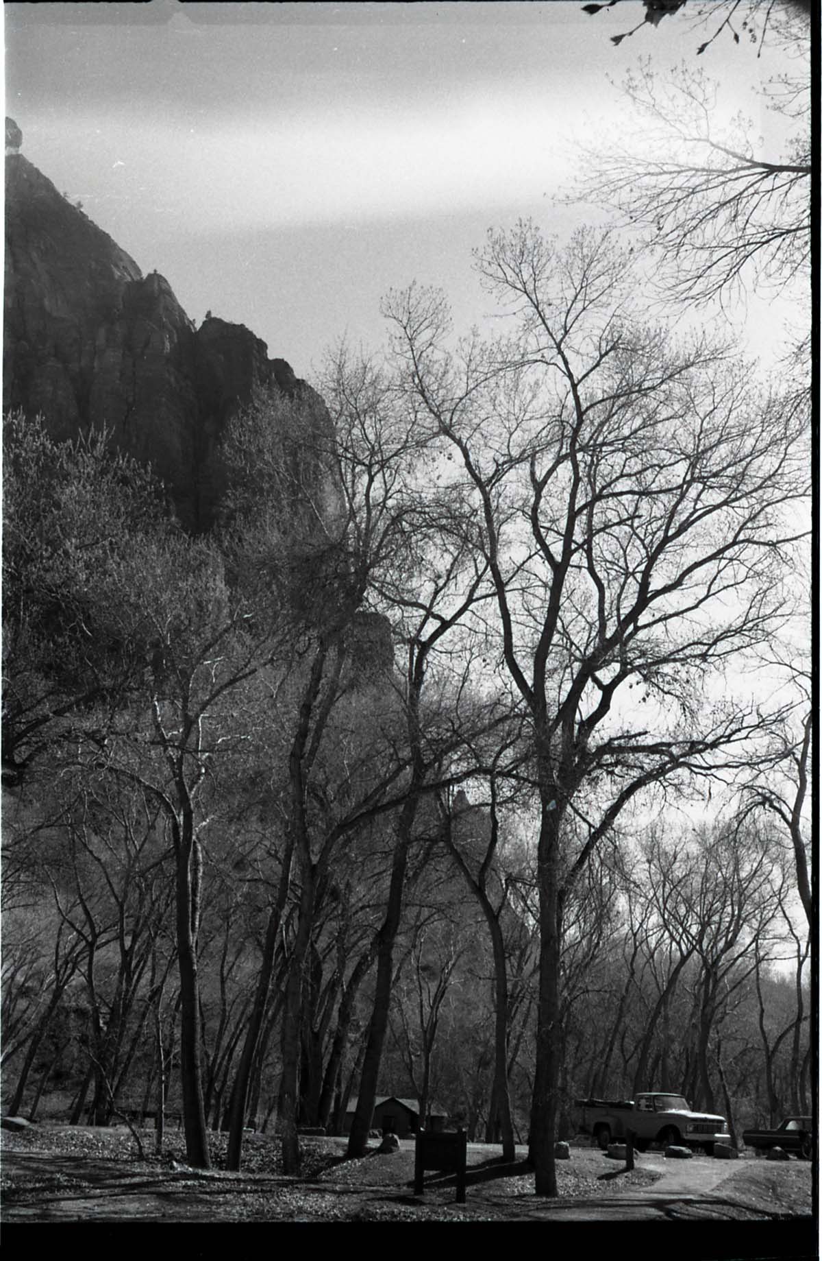 BW photos of trees.