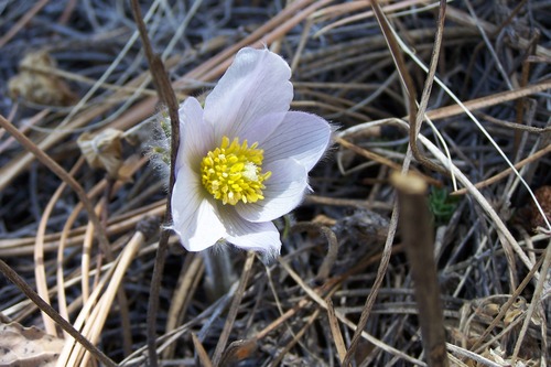 In the buttercup family, Pasque Flowers have white petals.