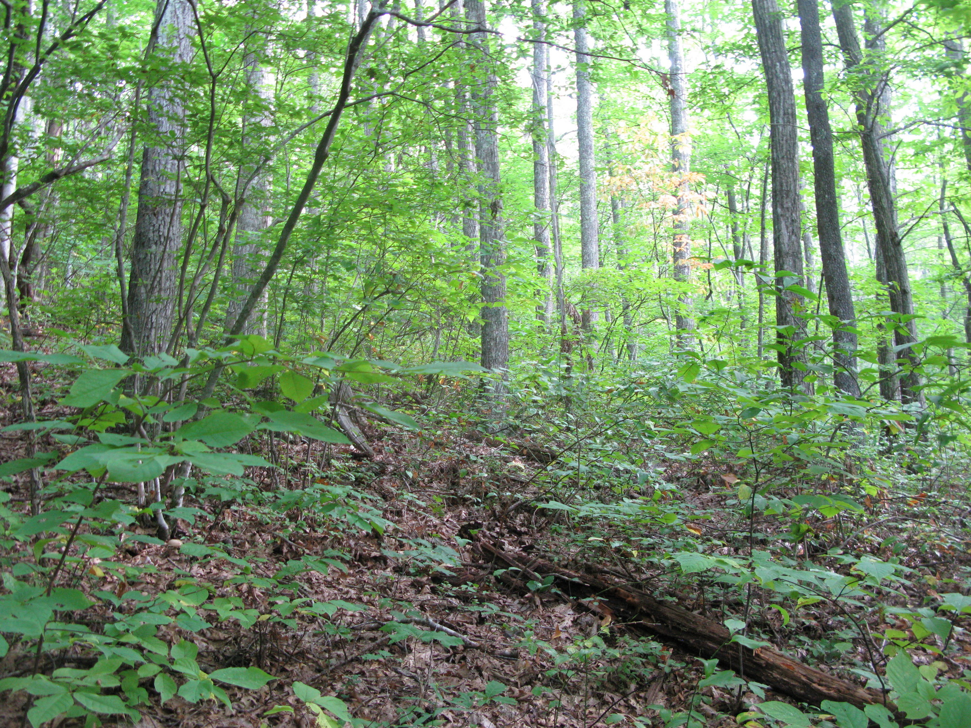 GRSM Accuracy Assessment. Plot Code: GRSM_AA_0259_6