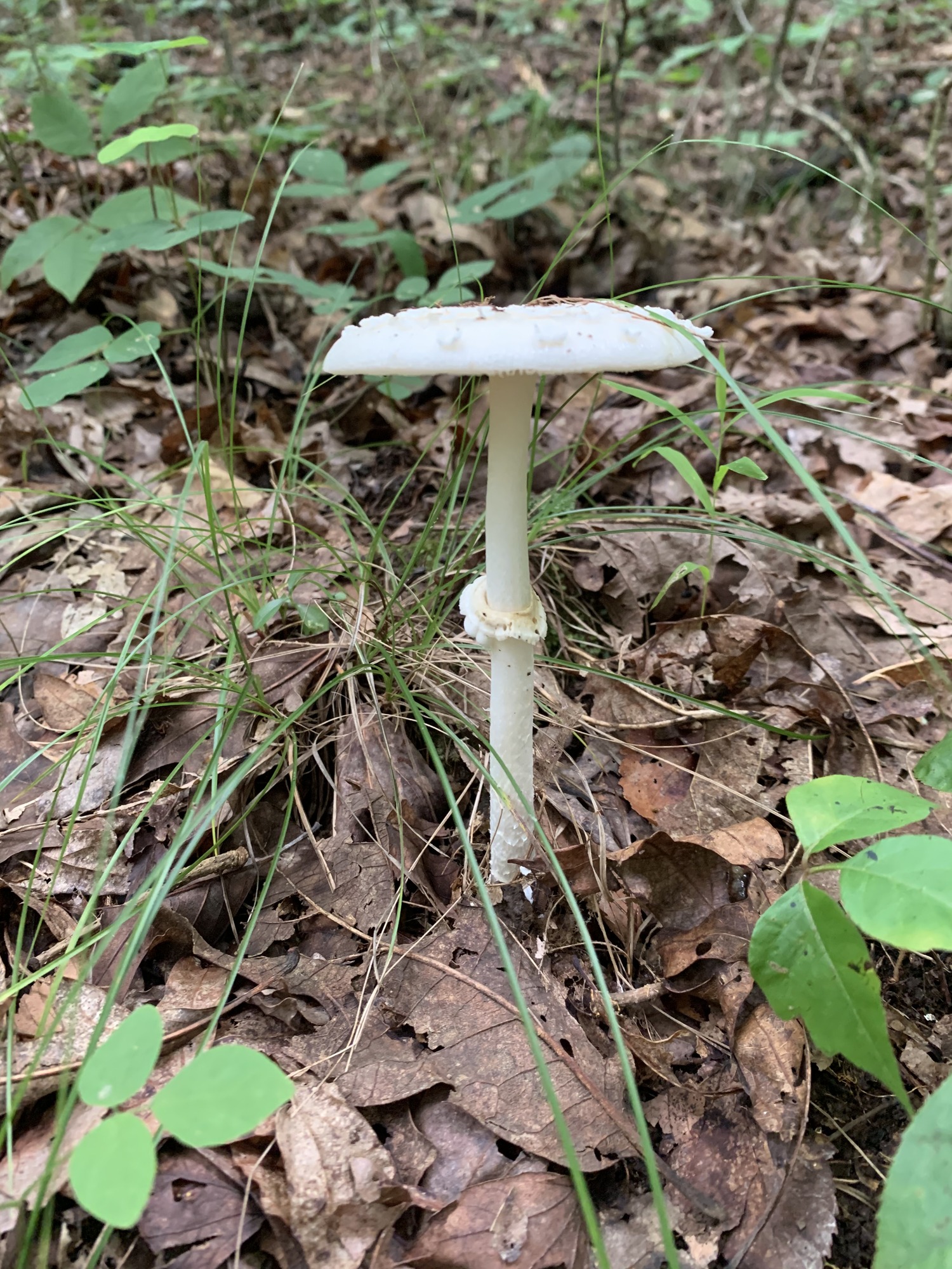 A tall slender white mushroom with a thin cap, growing on the forest floor.