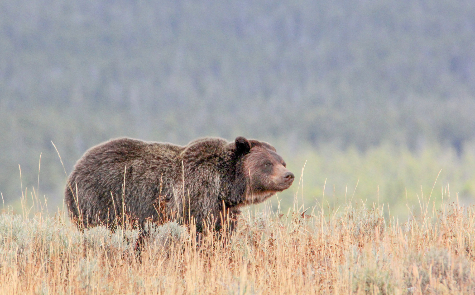 Side view of a grizzly in dried grasses.