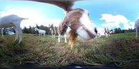 Spherical image of goats in a pasture