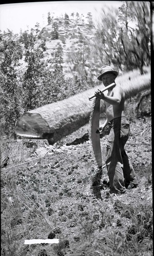 Civilian Conservation Corps (CCC) worker holding large saw near ponderosa downed for insect control on West Rim.