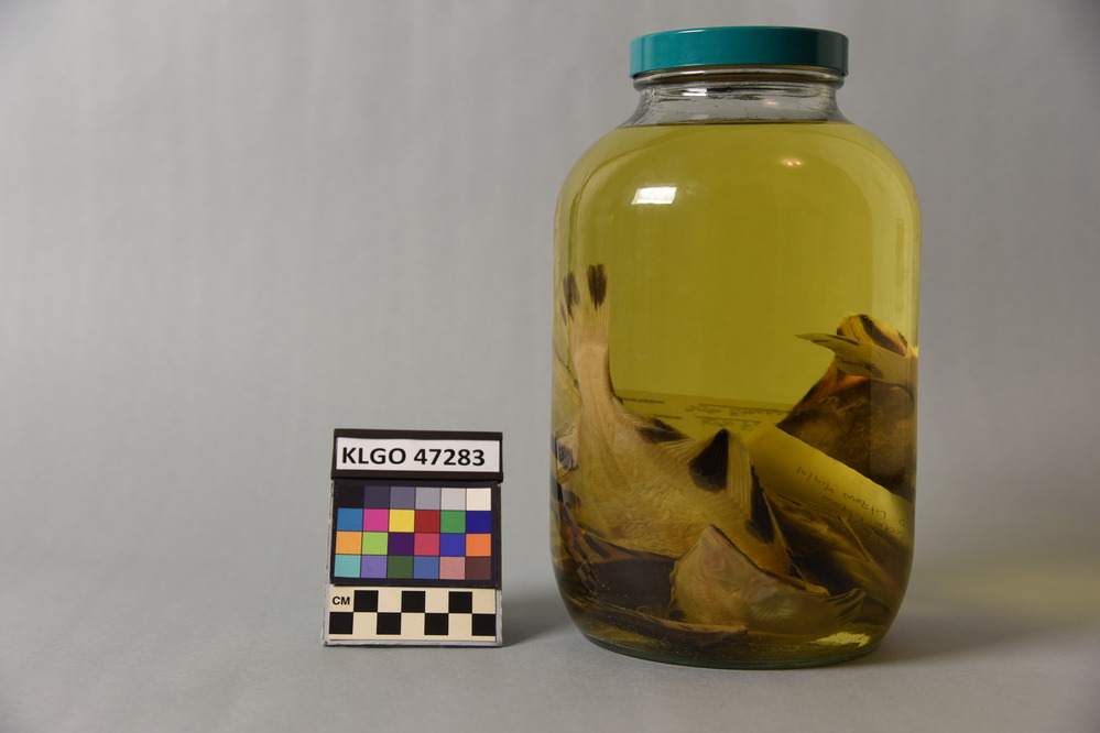 color photo of a wide glass jar with a green lid containing 4 wide flat fish with black stripes on the tail and top fins