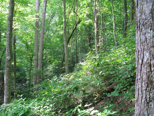 GRSM Accuracy Assessment. Plot Code: GRSM_AA_0973_4