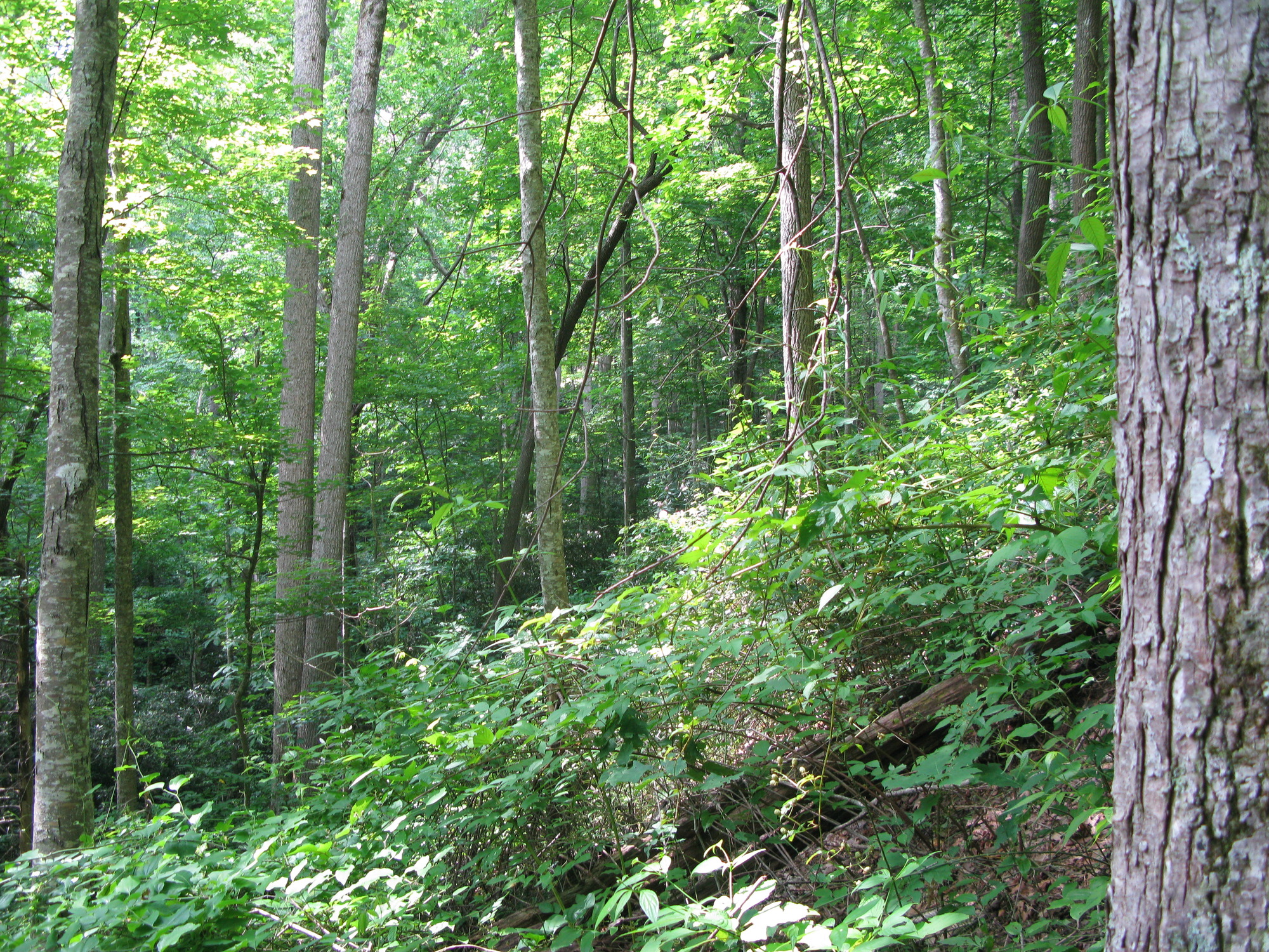 GRSM Accuracy Assessment. Plot Code: GRSM_AA_0973_4