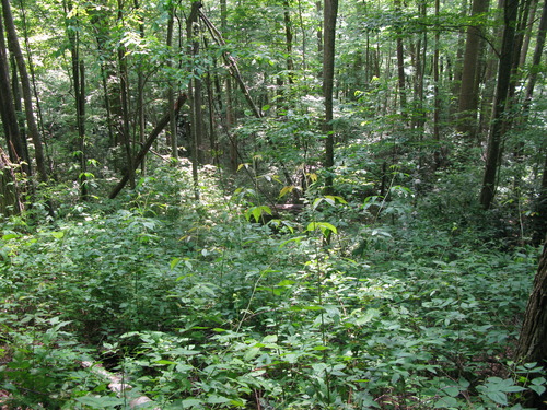 GRSM Accuracy Assessment. Plot Code: GRSM_AA_0973_3