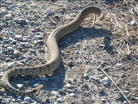 Rattlesnake (Crotalus), Golden Spike National Historical Park, 2016.. The genus Crotalus includes venomous pit vipers found only in the Americas. You probably know them as rattlesnakes. Crotalus stems from the Greek word 'krotalon' meaning rattle, referring to the well-known and conspicuous rattle on the end of the snake's tail. No Crotalus species is considered aggressive and will actually retreat quickly when threatened. However, do not corner a rattlesnake or it will readily defend itself. All rattlesnakes are venomous, some very highly-venomous.