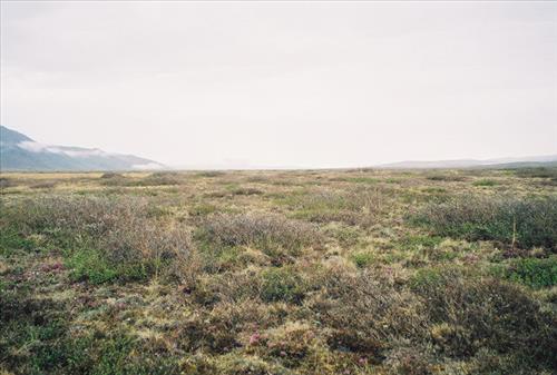 1 Gates of the Arctic National Park and Preserve Itkillik Birds June 2006