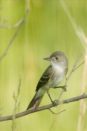 Willow flycatcher in Cuyahoga Valley National Park